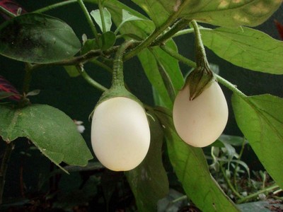 EIERBAUM WHITE EGG EIERFRUCHT WEISSE AUBERGINE ERTRAGREICHE SORTE 20 SAMEN