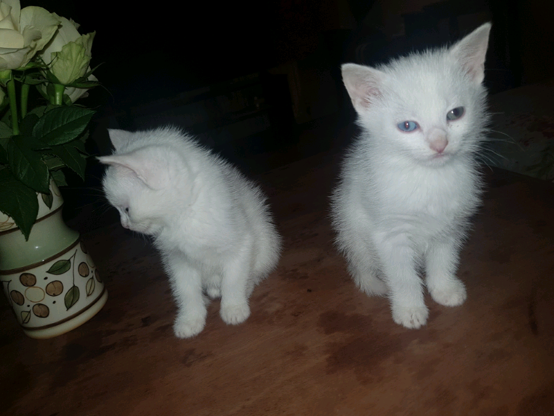 Khao Manee kittens | in Carryduff, Belfast | Gumtree