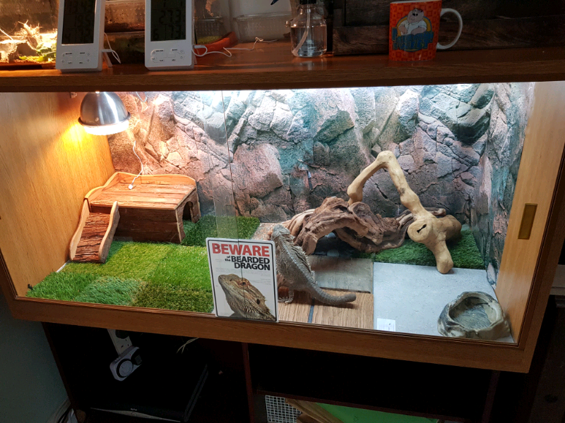 Bearded Dragon With 4ft Custom Set Up In Biddulph Staffordshire