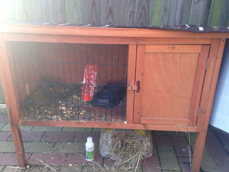 Rabbit hutch & baby rabbit in Coventry, West Midlands Gumtree