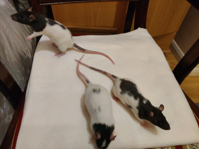 Young rats for sale in Norwich, Norfolk Gumtree