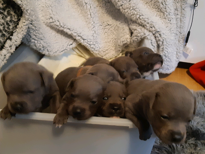 Staffie pups | in Kingsbridge, Devon | Gumtree