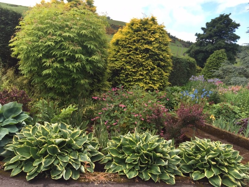 Large variety of herbaceous plants in Newburgh, Fife Gumtree