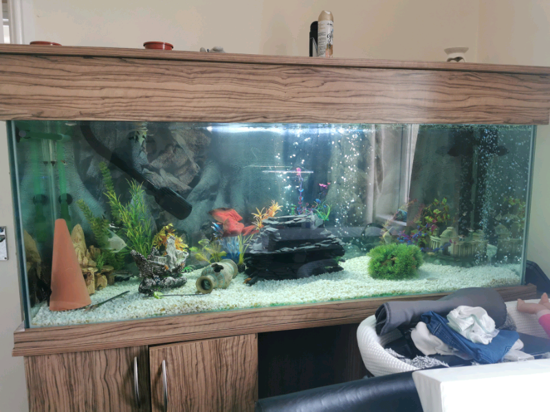 5ft fish tank, complete set up in Barry, Vale of Gumtree