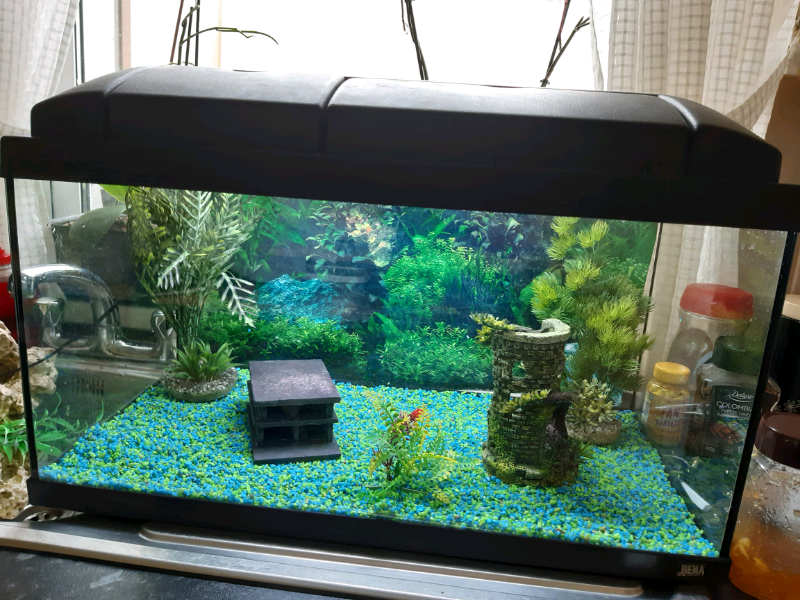 2ft fish tank full tropical set up 54 litres in Sunderland, Tyne and