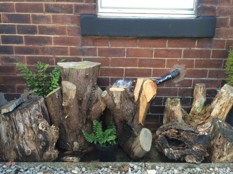 Tree Stumps for Garden Stumpery in Dewsbury, West Yorkshire Gumtree