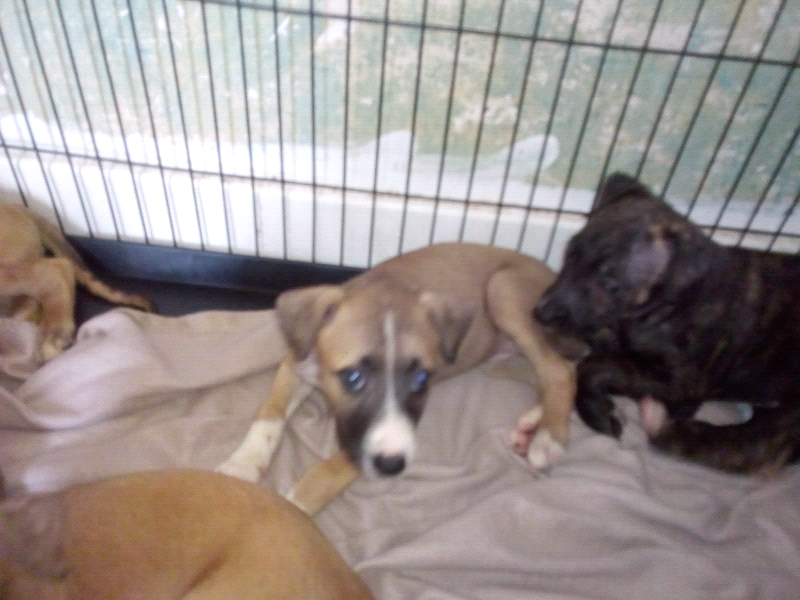 4 Lurcher pups for sale in Leslie, Fife Gumtree