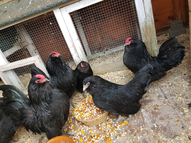 Miniature bantam chickens in Bradford, West Yorkshire Gumtree