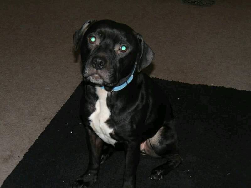 Staffie cross boxer in Torquay, Devon Gumtree