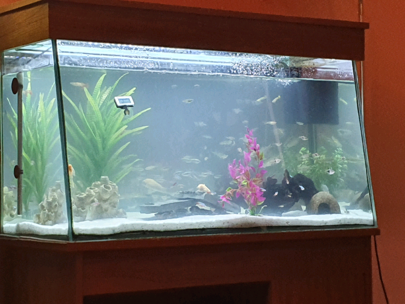 150l fish tank in Colinton, Edinburgh Gumtree