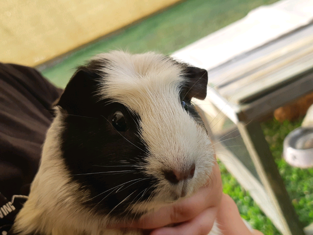 Guinea pigs for sale | Other Pets | Gumtree Australia ...