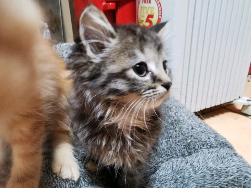 Two Kittens One Male One Female In Kirkcudbright Dumfries And