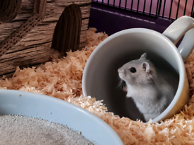 Hamsters Pets In Kent Pets Gumtree
