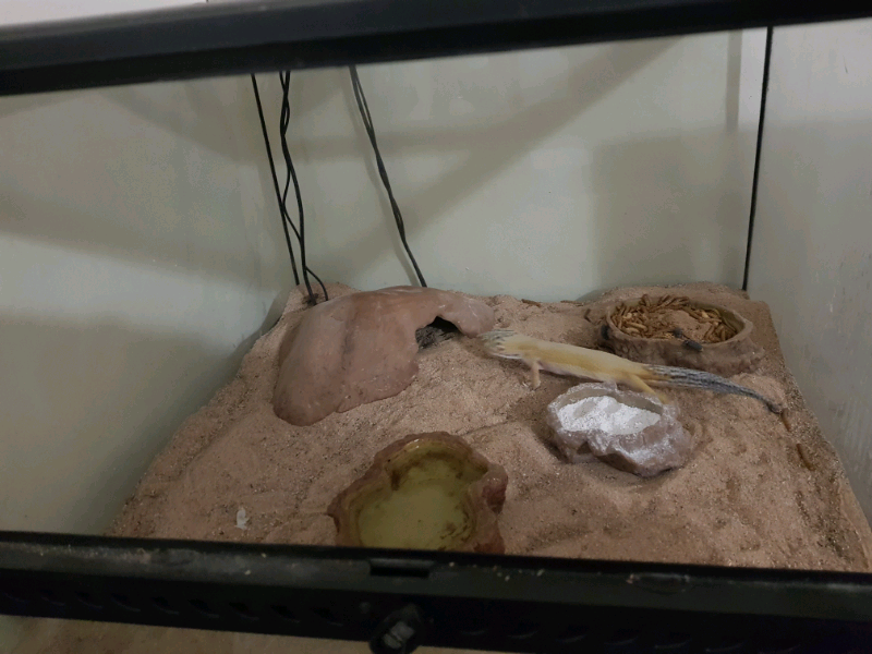 Leopard Gecko & Full Tank Setup | in Kirkcaldy, Fife | Gumtree
