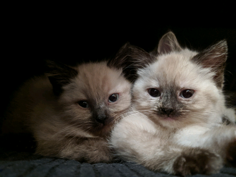 British Short Hair X Ragdoll Kittens in Bournemouth, Dorset Gumtree