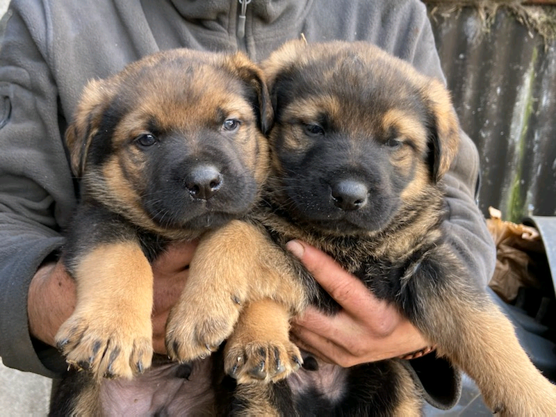 Shepweiler puppies for sale in Atherstone, Warwickshire Gumtree