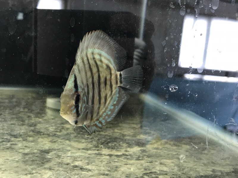 Tropical fish for sale in Tredegar, Blaenau Gwent Gumtree