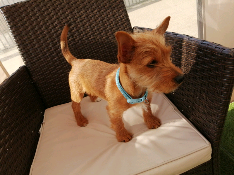 Yorkshire terrier x Jack Russell in Gainsborough, Lincolnshire Gumtree