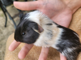 Baby guinea pigs for sale girls and boys 