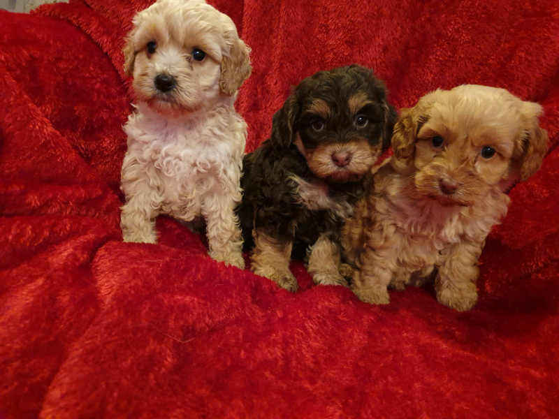 Toy Cockapoo puppy female | in Bishop Auckland, County Durham | Gumtree