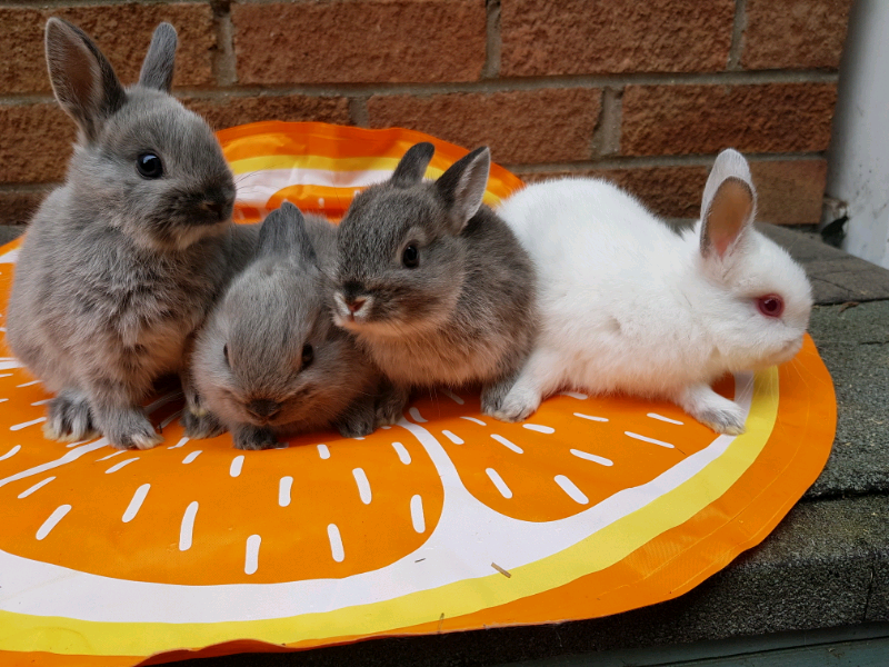Netherland dwarf baby rabbits in St Mellons, Cardiff Gumtree
