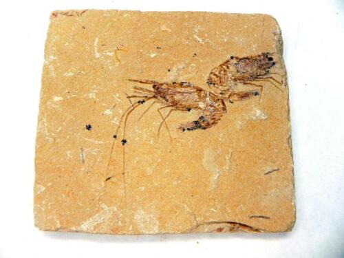 Fossil Lebanese Shrimp Cretaceous Dinosaur Age on Matrix