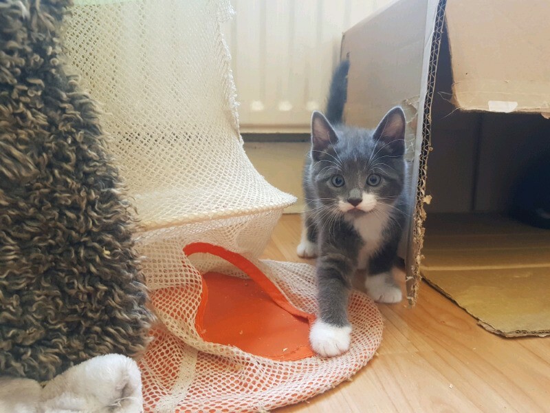 Grey boy kitten for sale | in Shepherds Bush, London | Gumtree