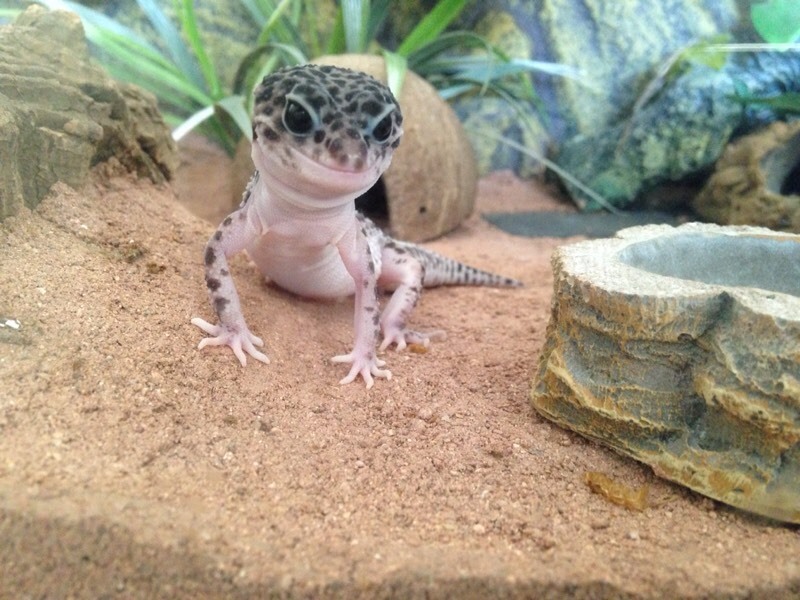 FULL SETUP juvenile female super mack snow leopard gecko | in Plymouth