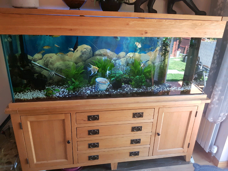 Tropical Aquarium with fish (established for 4 years) in