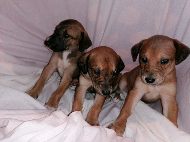 Saluki x Whippets in Paddock Wood, Kent Gumtree