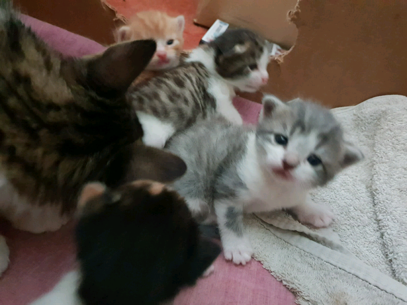 Kittens for sale | in Norwich, Norfolk | Gumtree