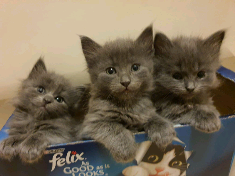 Nebelung Russian Blue Cross Kittens In Portsmouth Hampshire
