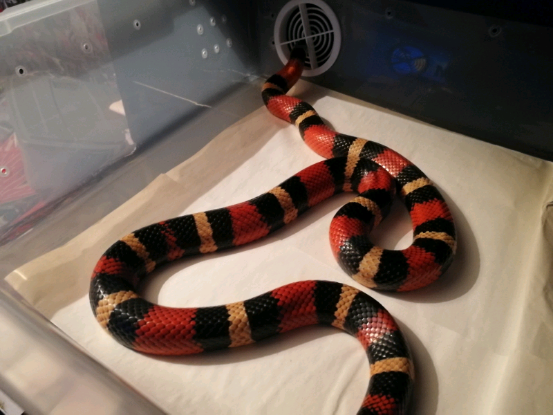 Snakes for sale | in East Kilbride, Glasgow | Gumtree