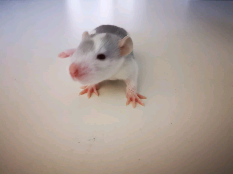 Tame beautiful rex dumbo rats x 4 in Middleton, Manchester Gumtree