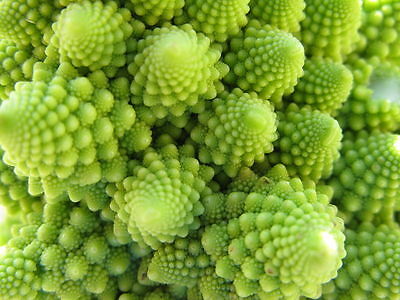 Romanesco Blumenkohl Brokkoli vorzügliches Feingemüse 100 Samen