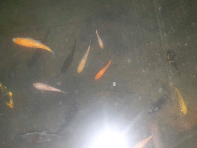 Pond Fish for sale in UK 88 secondhand Pond Fishs