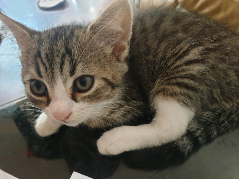 Female kittens for sale | in Witney, Oxfordshire | Gumtree
