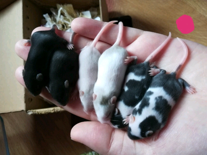 Baby Fancy Mice for Sale! 😍 in Newtownhamilton, County Down Gumtree