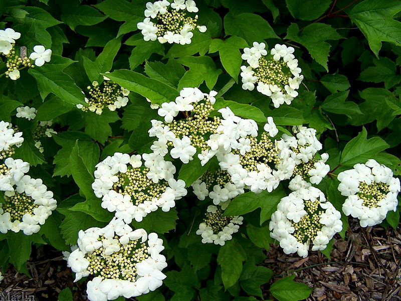 Sargent Viburnum (Viburnum Sargentii )  10 Seeds