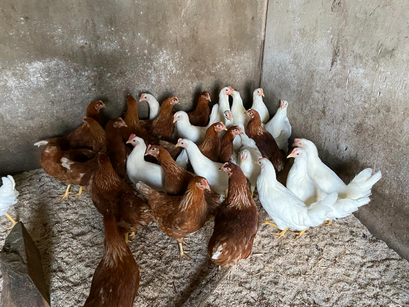 Laying hens pullets for sale chickens poultry coop hutch ark in Portadown, County Armagh Gumtree