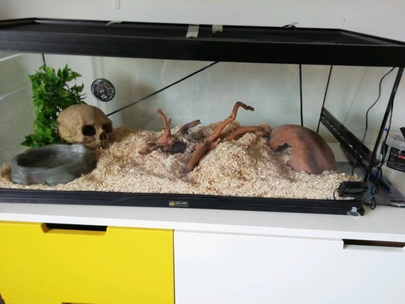 BABY CORN SNAKE+ FULL SET UP | in Heathrow, London | Gumtree