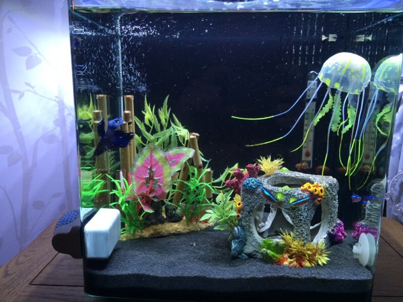 25l tropical fish tank in Corby, Northamptonshire Gumtree