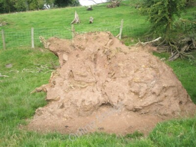 Photo 6x4 Redder earth than I've ever seen Stokegorse An uprooted tree ap c2009