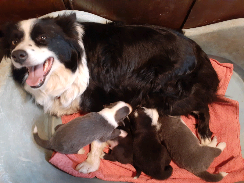Stunning Purebred Long Haired Border Collie Puppies Dogs
