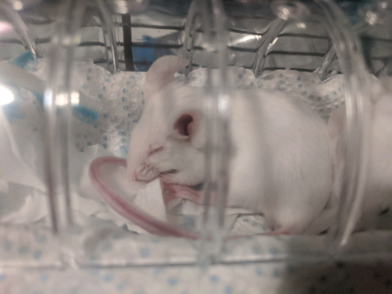 Fancy mice from show quality in Royston, Cambridgeshire Gumtree