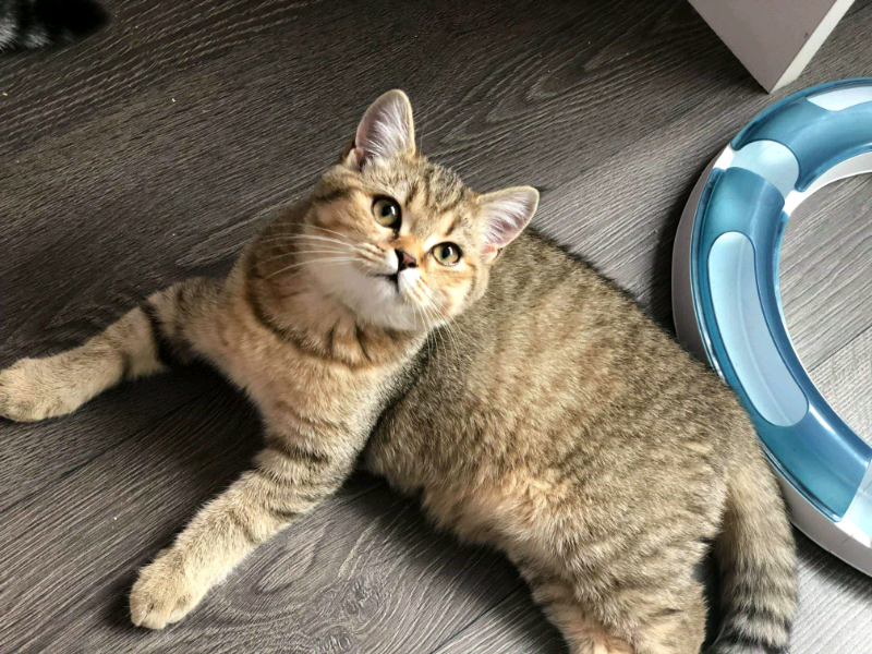 British Shorthair Amazing Kitten In Hendon London Gumtree