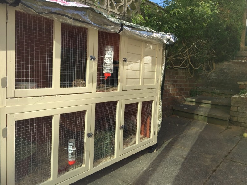 Pets at Home Bluebell Hideaway Hutch for Guinea Pig / Rabbit + 2 Female Guinea Pigs (6 months
