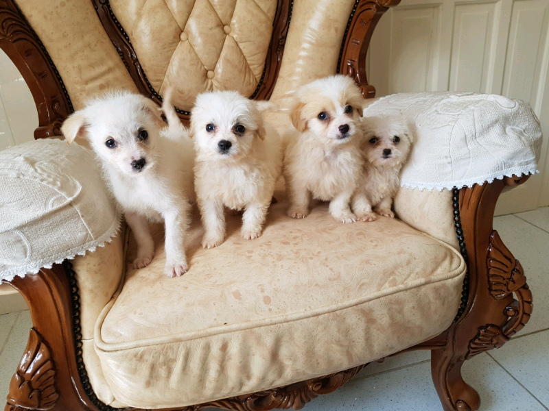 Jackapoo | in Newry, County Down | Gumtree