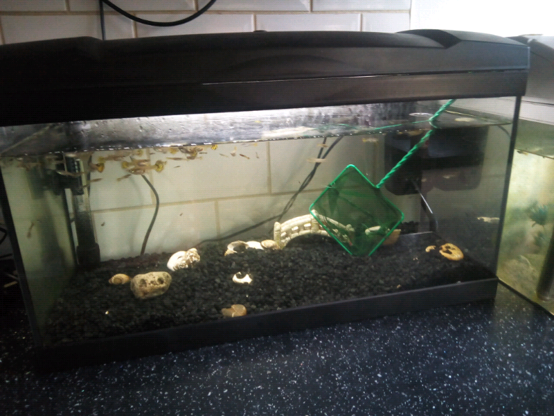 2 ft marina fish tank in Hull, East Yorkshire Gumtree