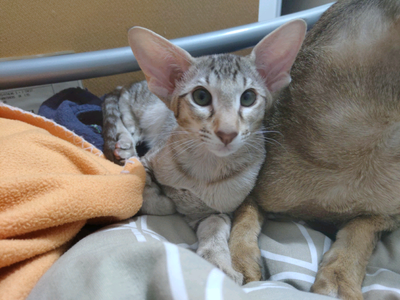 Lovely Oriental Kittens For Sale In Norwich Norfolk Gumtree